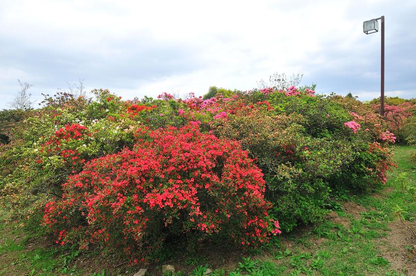 DSC_1515.jpg