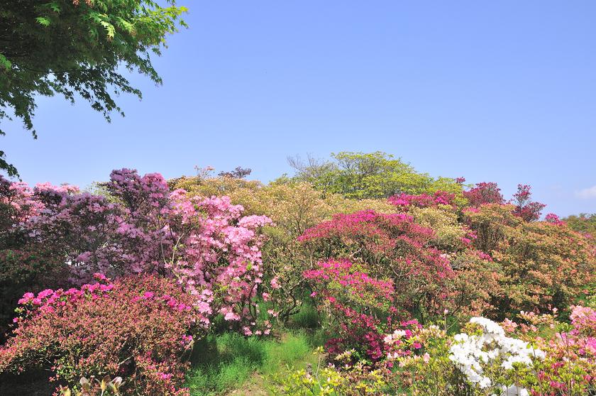 DSC_1979.jpg