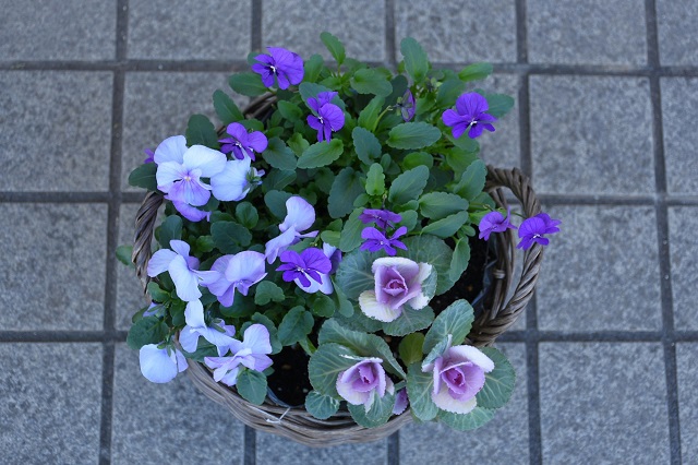 DSC_4956.JPG