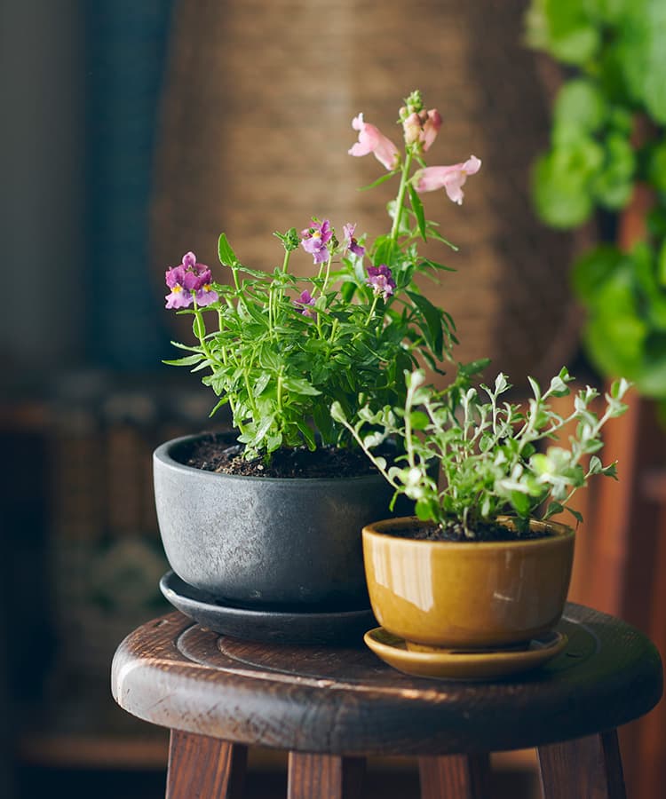 観葉植物